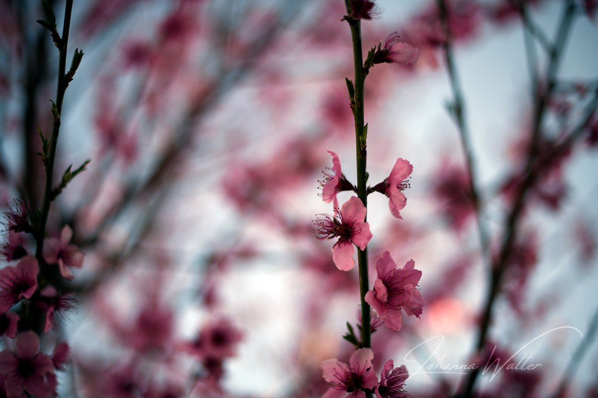 Blossoms