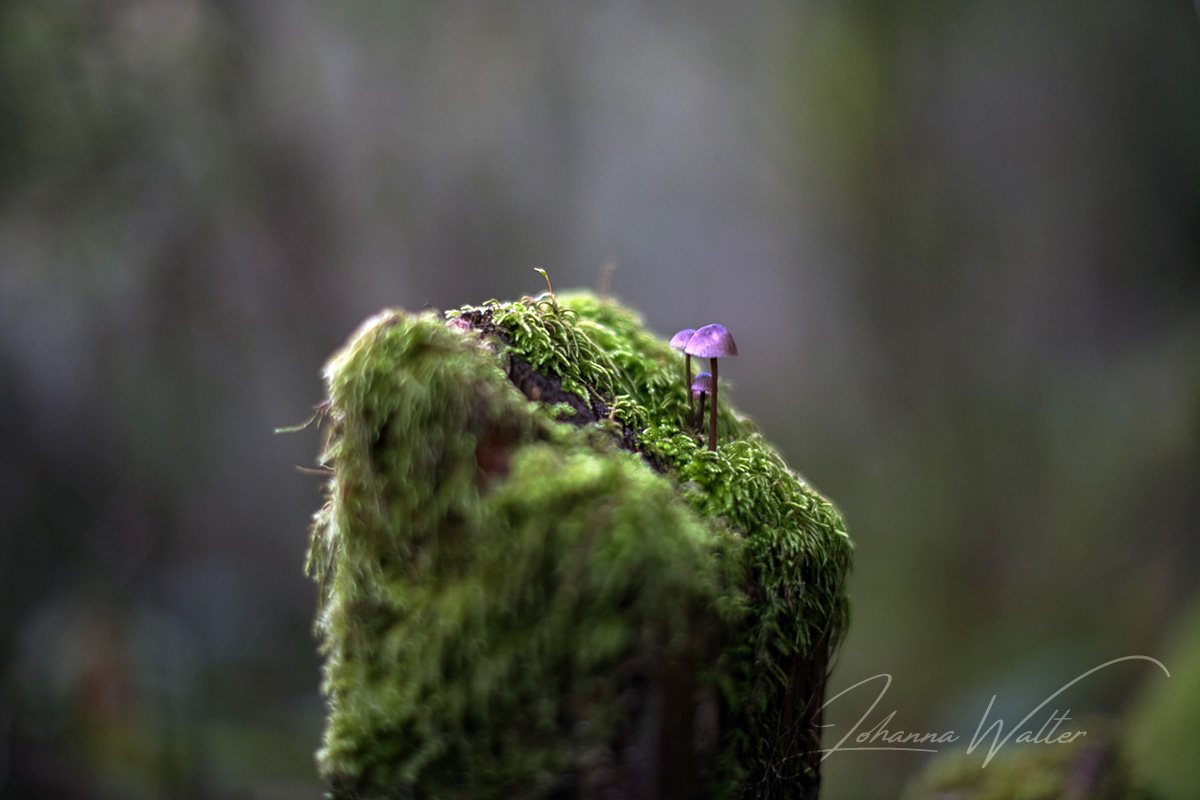 Mushrooms