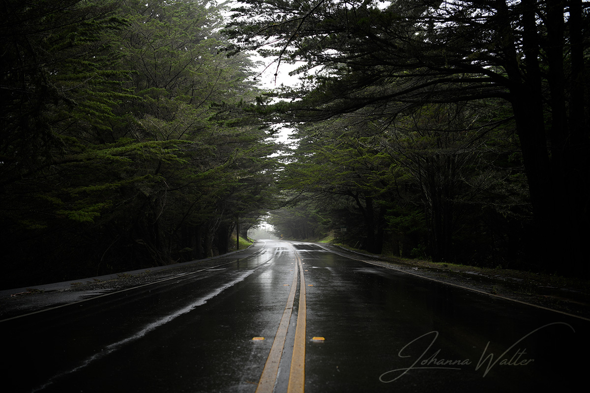 Tree Tunnel, Highway 1, Petaluma, California